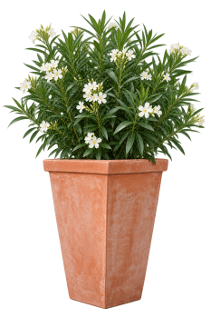 Preview: Schmaler, hoher Terracottakasten aus Impruneta – handgefertigt und frostsicher für Rosen